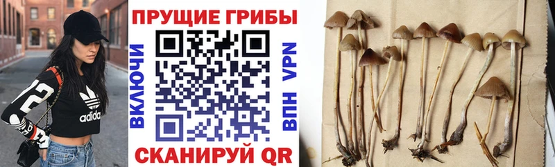 продажа наркотиков hydra рабочий сайт Галлюциногенные грибы GOLDEN TEACHER Вилюйск